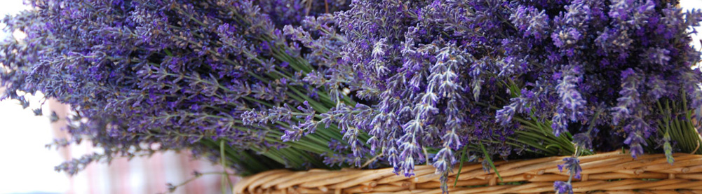 Lavendelstrauch auf dem Olivenhain La Pose mit dem gleichnamigen Olivenöl