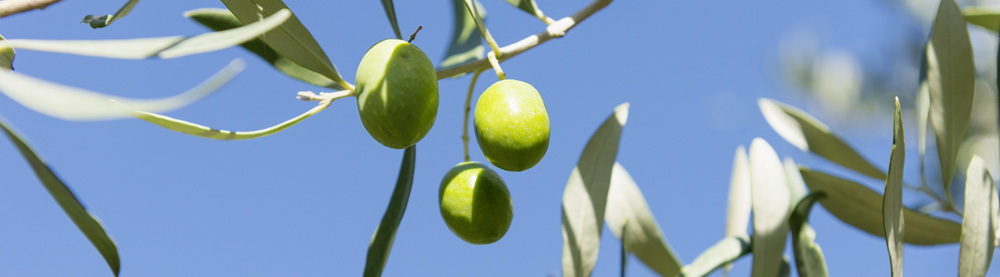 Drei La Tranche Oliven des Olivenhains La Pose in der Provence.